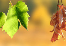 Life in the vicinity of death