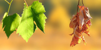 Life in the vicinity of death