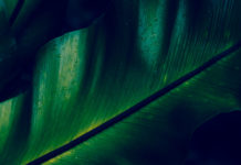 The suicide plant suicide plant