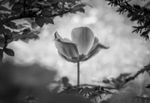 The power of grief: How to survive the death of a loved one grief