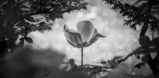 The power of grief: How to survive the death of a loved one grief