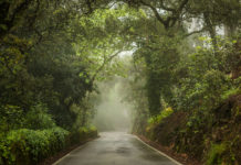 Planted—and growing life as a journey