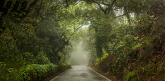 Planted—and growing life as a journey