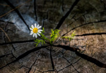 My mechanism of resilience resilience