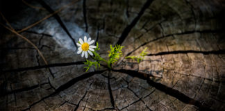 My mechanism of resilience resilience