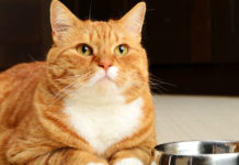 A street cat named Bob A street cat named Bob