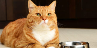 A street cat named Bob A street cat named Bob