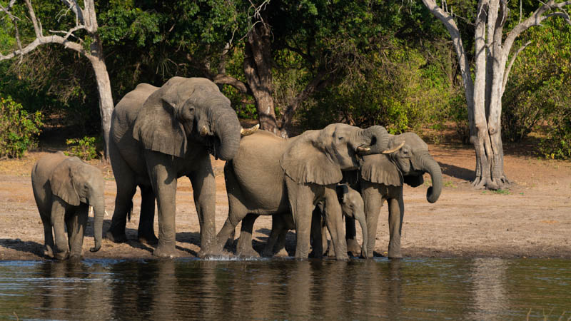 chobe national park Elephant Drinking