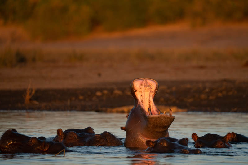 chobe national park Hippo Yawning in Water