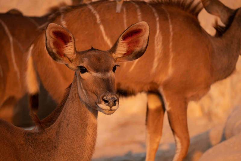 chobe national park Kudu