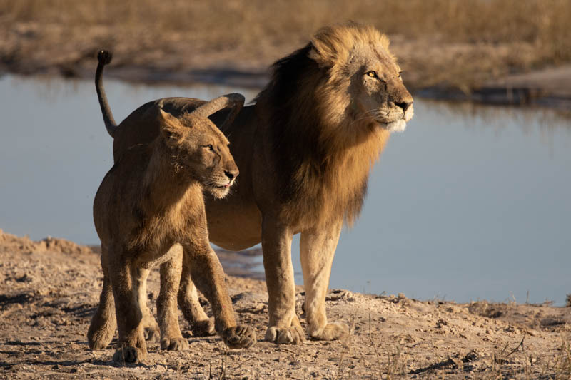 chobe national park lions