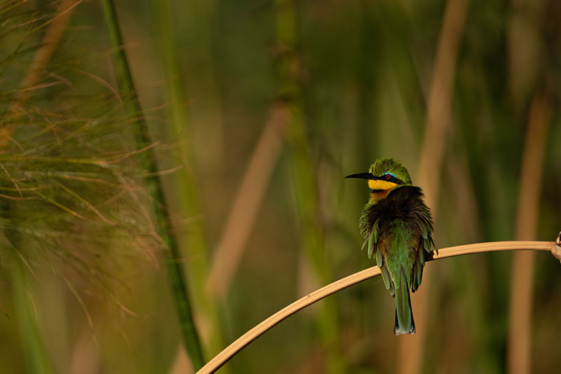 chobe national park little bee eater