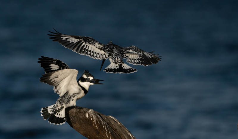 chobe national park Pied King Fishers