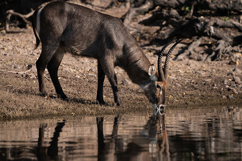 chobe national park water buck