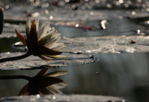 Something to look forward to water lilies