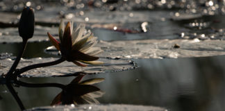 Something to look forward to water lilies