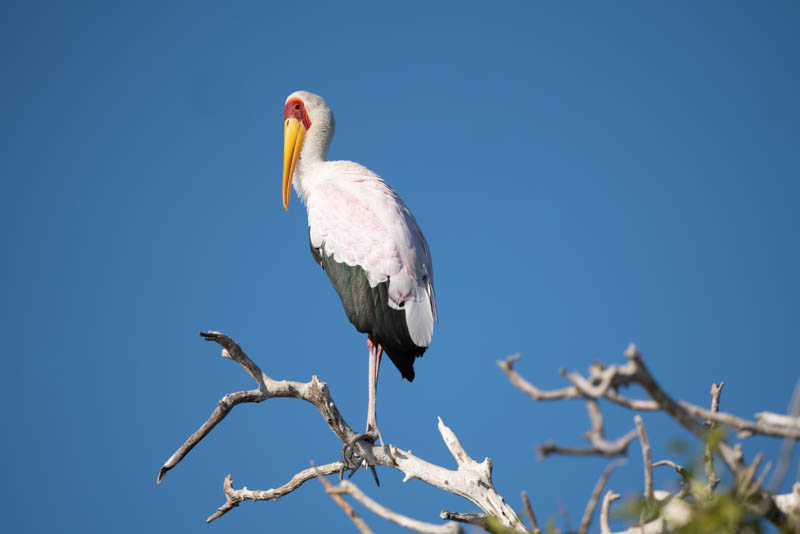 chobe national park yellow billed stork