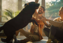 Pets: Our help for a better life pets