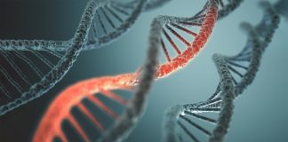 The risks of mRNA vaccines in the COVID-19 era: How we know they don’t alter our DNA risks of mRNA vaccines