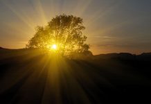 The tree that overshadowed the earth Jesus