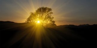 The tree that overshadowed the earth Jesus