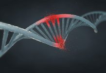 Humans and chimpanzees evolutionism