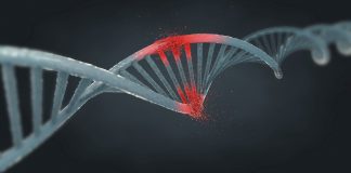 Humans and chimpanzees evolutionism