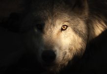 The dance of the “wolves” The dance of the “wolves”