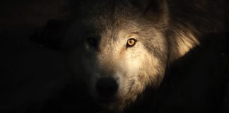 The dance of the “wolves” The dance of the “wolves”