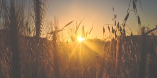 The spring of happiness never runs dry The spring of happiness never ran dry