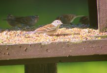 The God Who takes cares of all my needs The God Who Cares for All My Needs