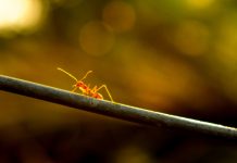 Life lessons from the ants Life lessons from the ants