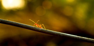 Life lessons from the ants Life lessons from the ants