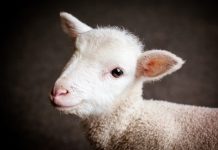 Forgiveness is not an emotion Forgiveness is not an emotion