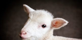 Forgiveness is not an emotion Forgiveness is not an emotion