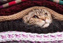 How gratitude can save us from ourselves How gratitude can save us from ourselves