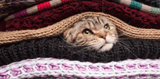 How gratitude can save us from ourselves How gratitude can save us from ourselves