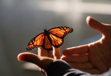 The delicate burden of truth, or how to catch butterflies in a minefield The delicate burden of truth, or how to catch butterflies in a minefield