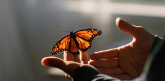 The delicate burden of truth, or how to catch butterflies in a minefield The delicate burden of truth, or how to catch butterflies in a minefield