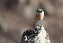 Returning to the blessing of the small things Returning to the blessing of the small things