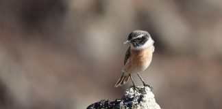 Returning to the blessing of the small things Returning to the blessing of the small things