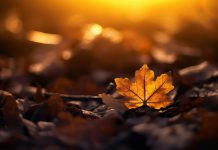 What is a “good death”? What is a "good death"?