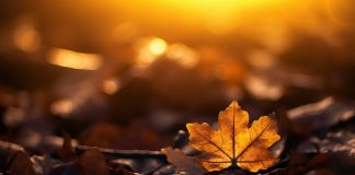 What is a “good death”? What is a "good death"?